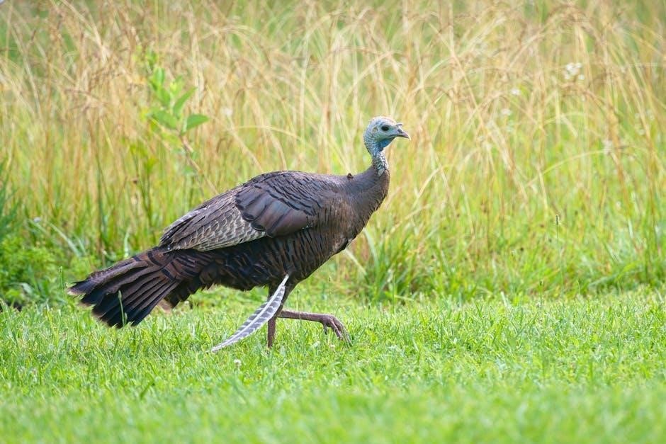 tn turkey hunting guides